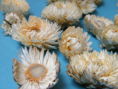 Helichrysum flower heads white