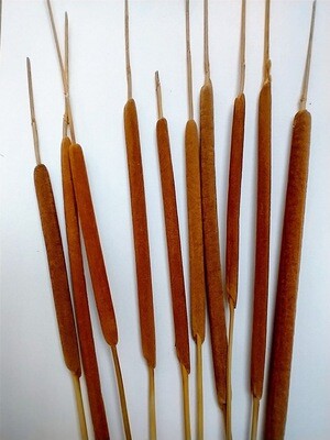 Bulrush cattail Typha small 10 stems dried