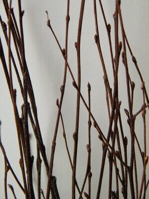 Birch twigs bundle natural