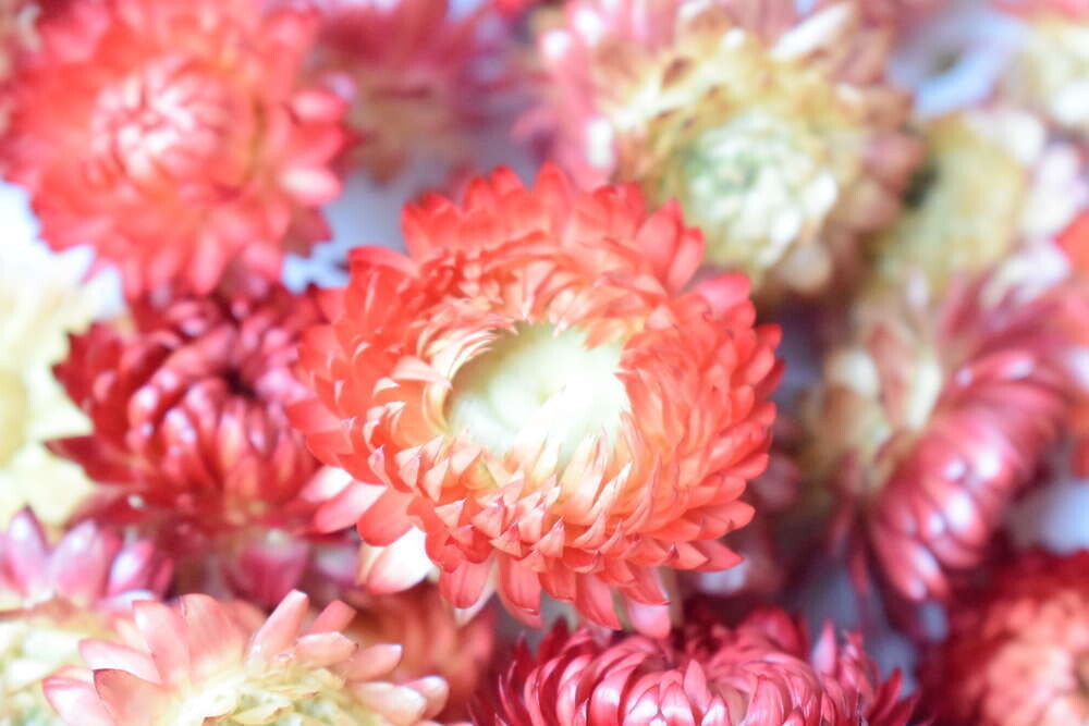 Helichrysum flower heads salmon pink
