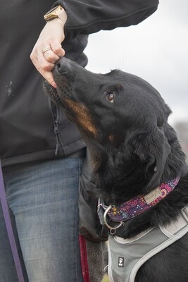 Alles voor het trainen met jouw hond