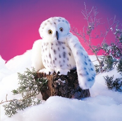 Owl, Snowy