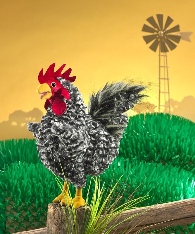 Rooster, Barred Rock