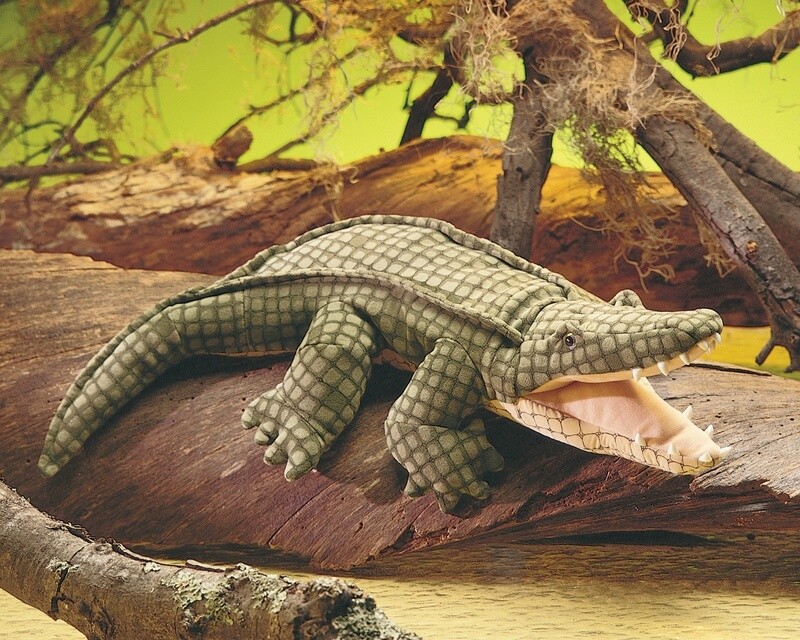 Alligator