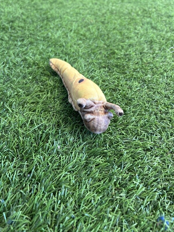 Mini Banana Slug