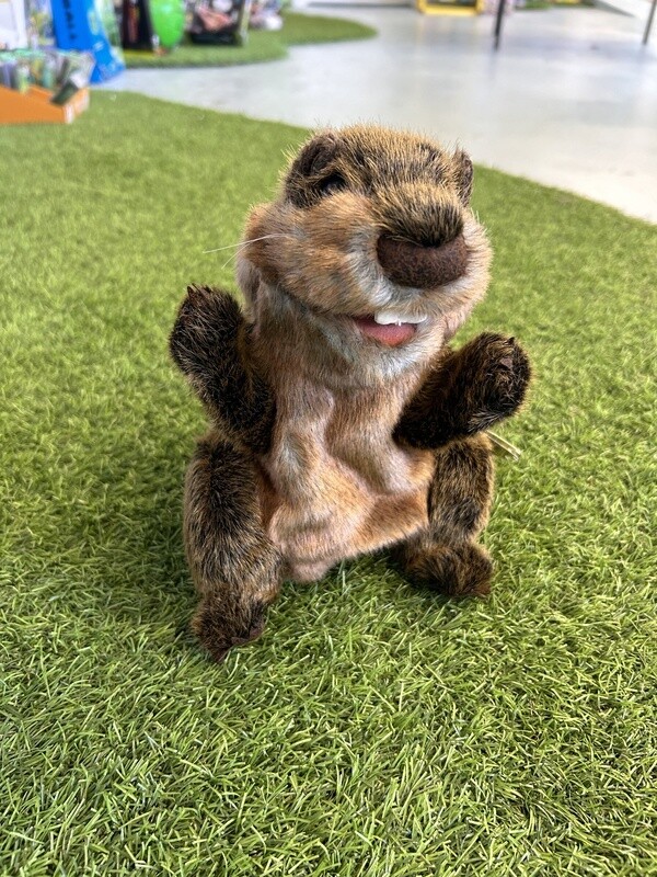 Groundhog