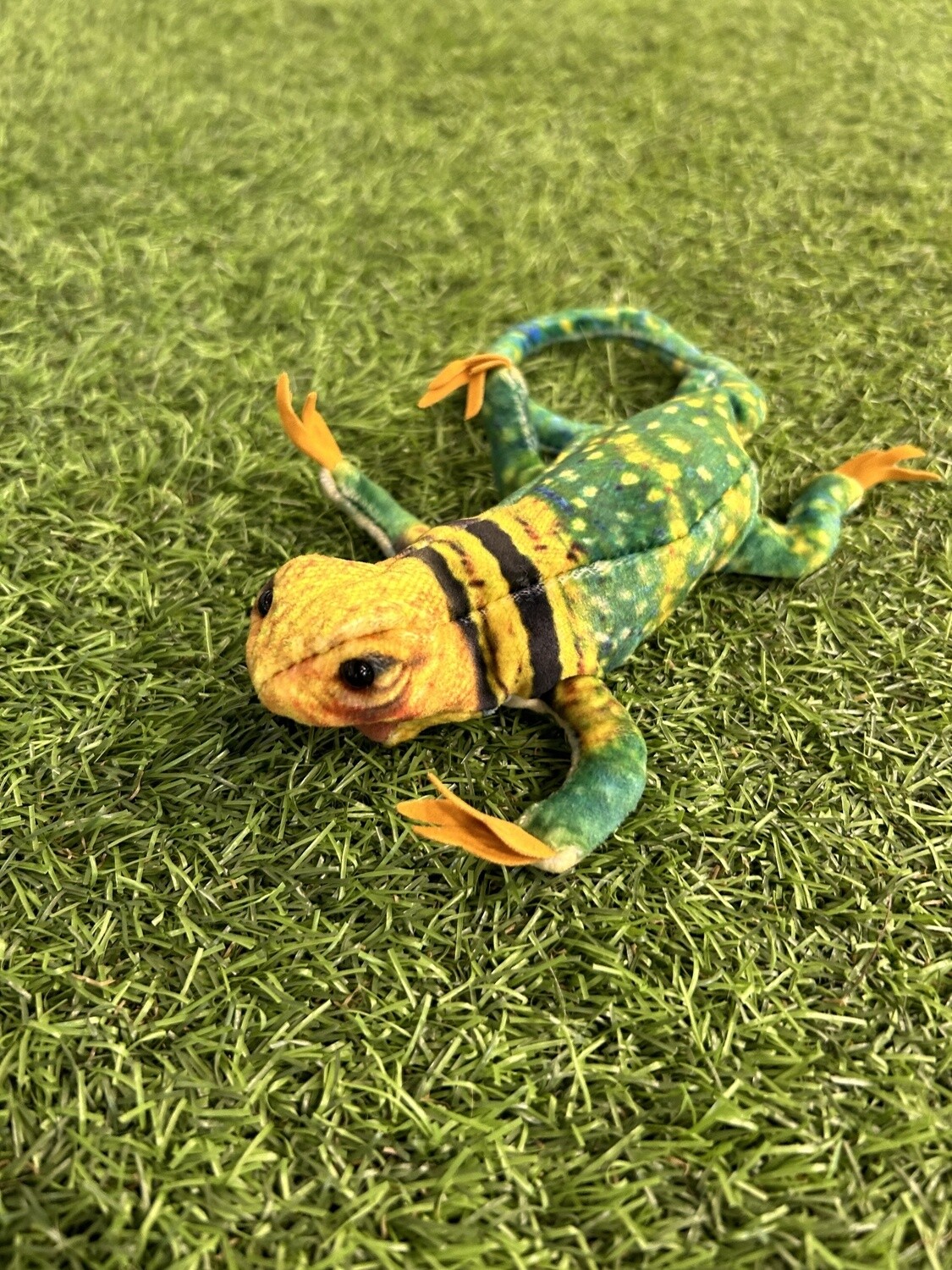 Mini Collared Lizard