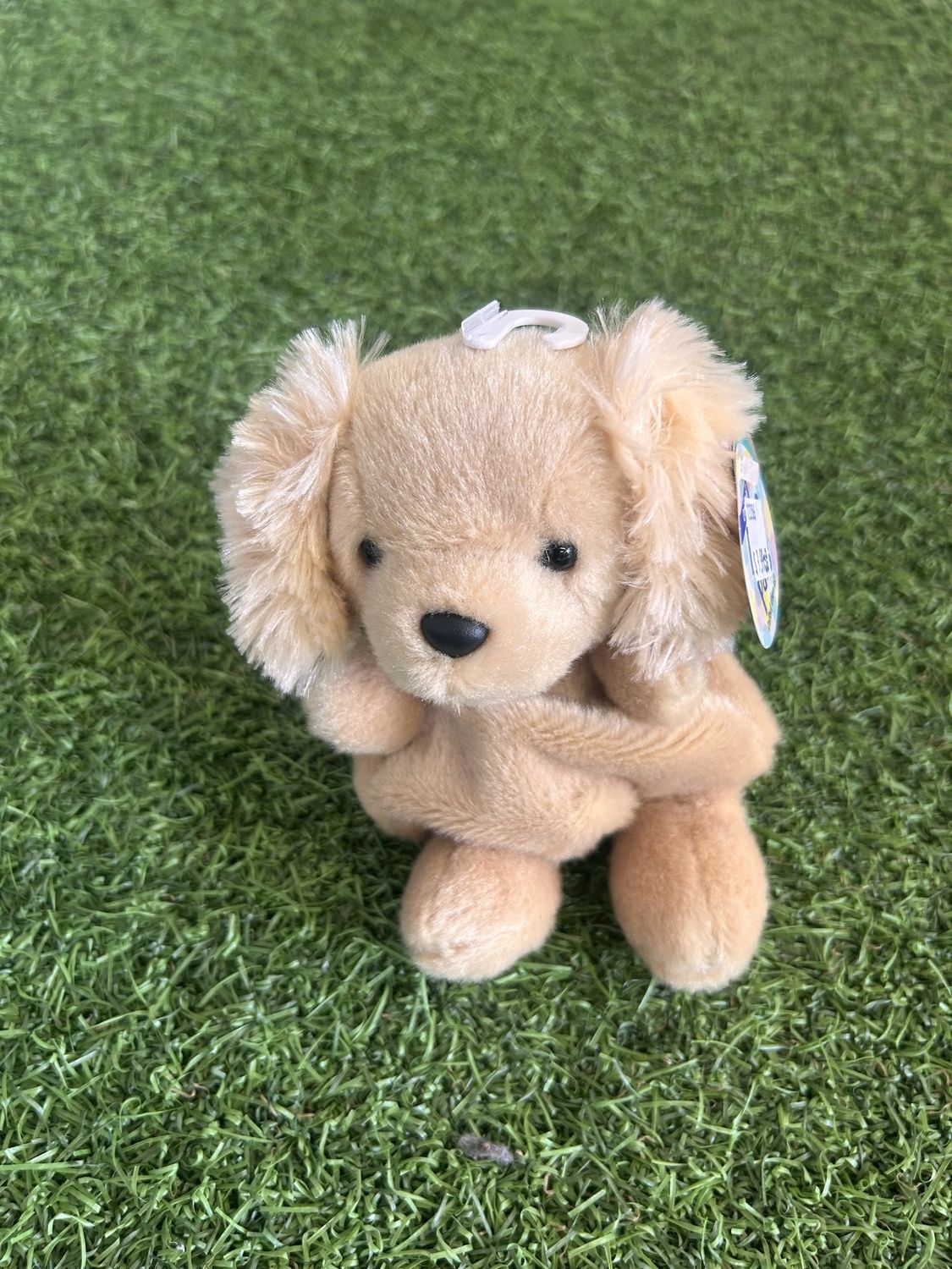 5&quot; OATMEAL GOLDENDOODLE
