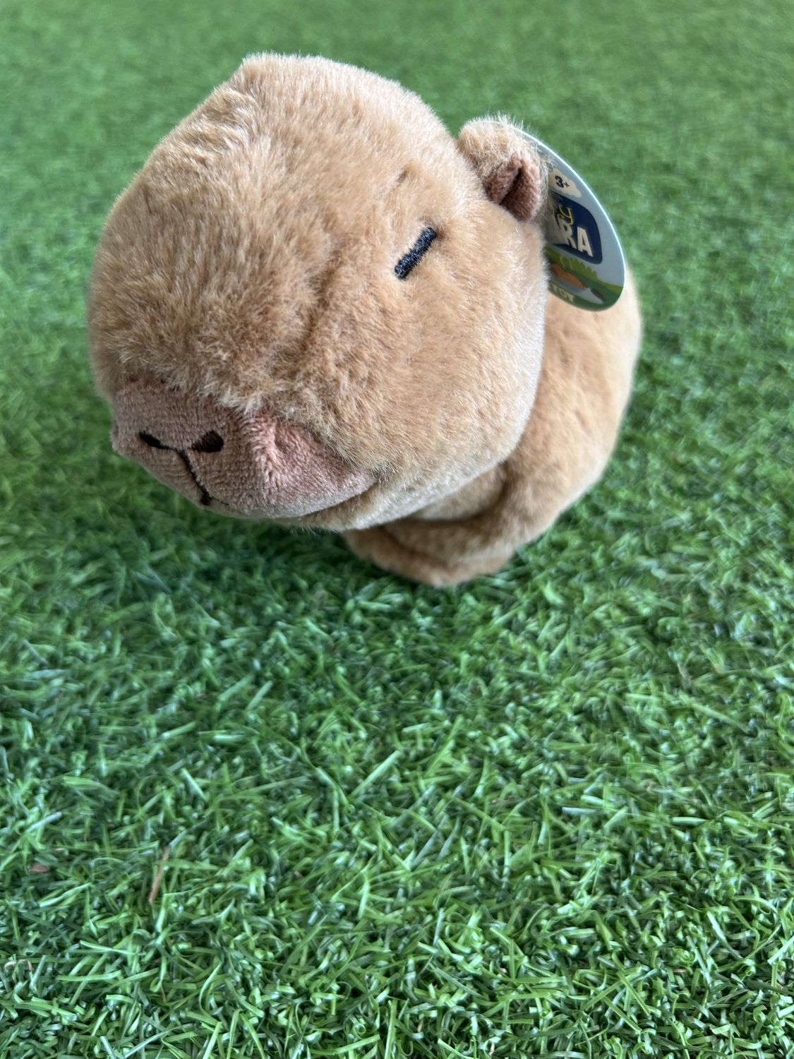 Clingy Capybara