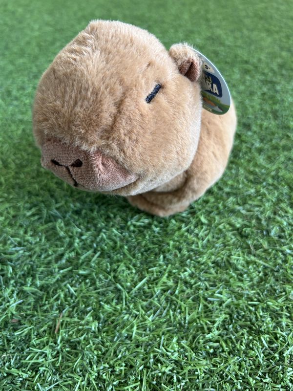 Clingy Capybara