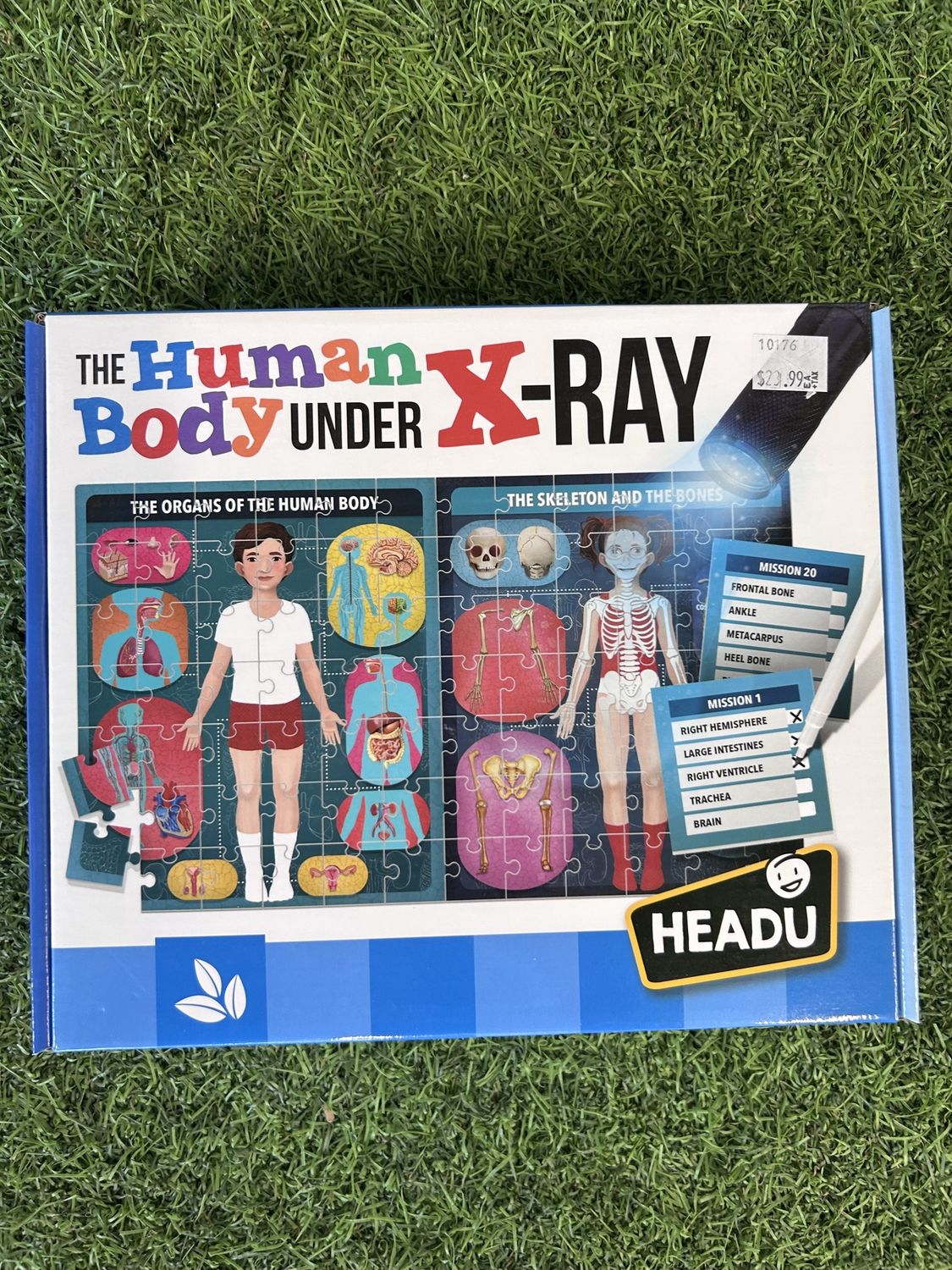 The Human Body under X-Ray (Veira's Birthday Box)