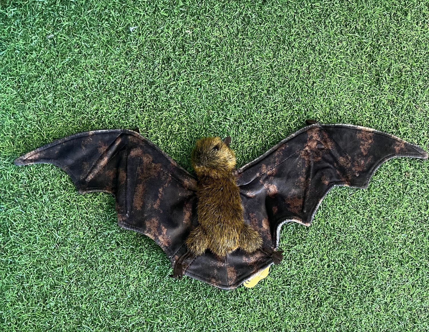 Bat, Fruit