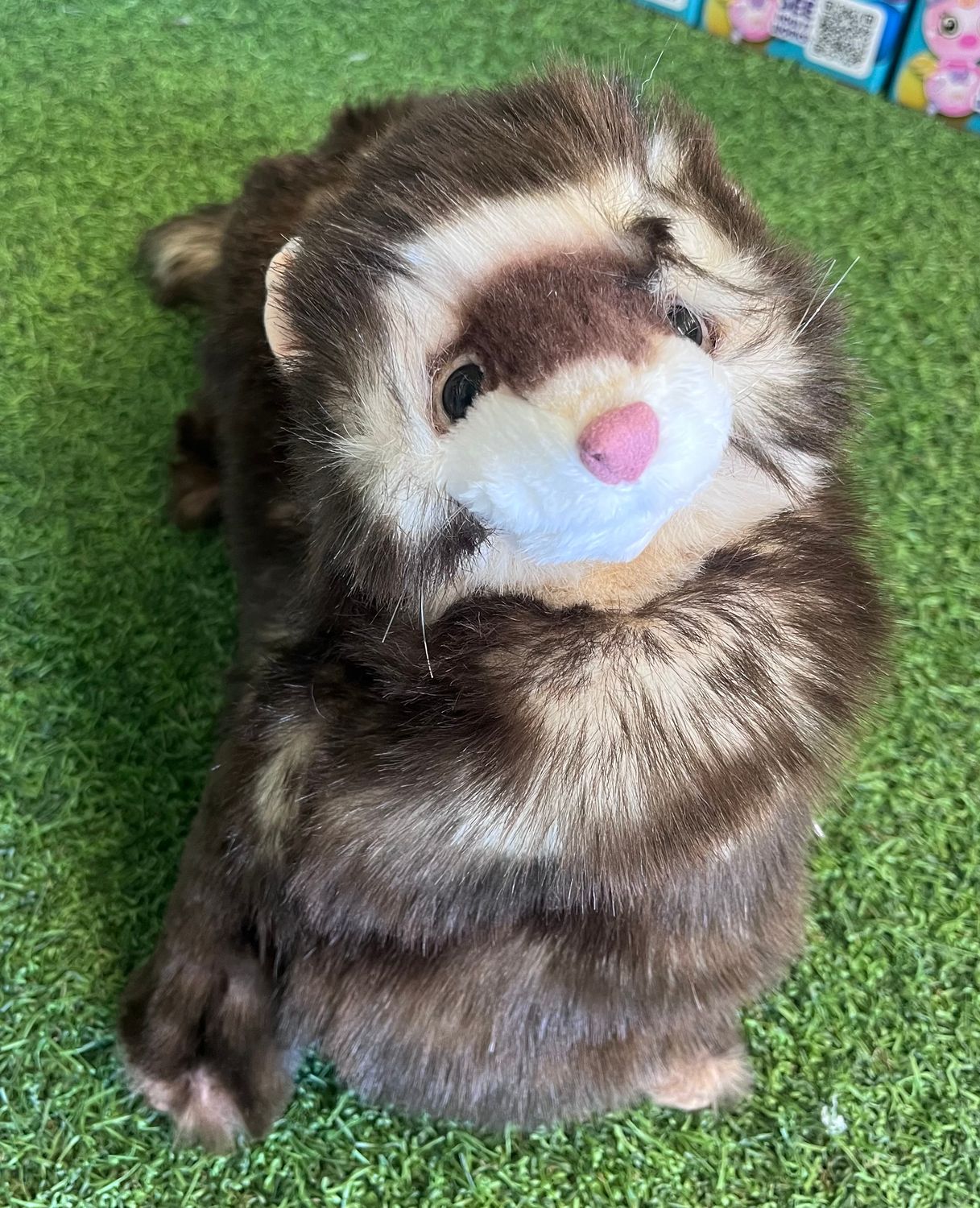 Ferret