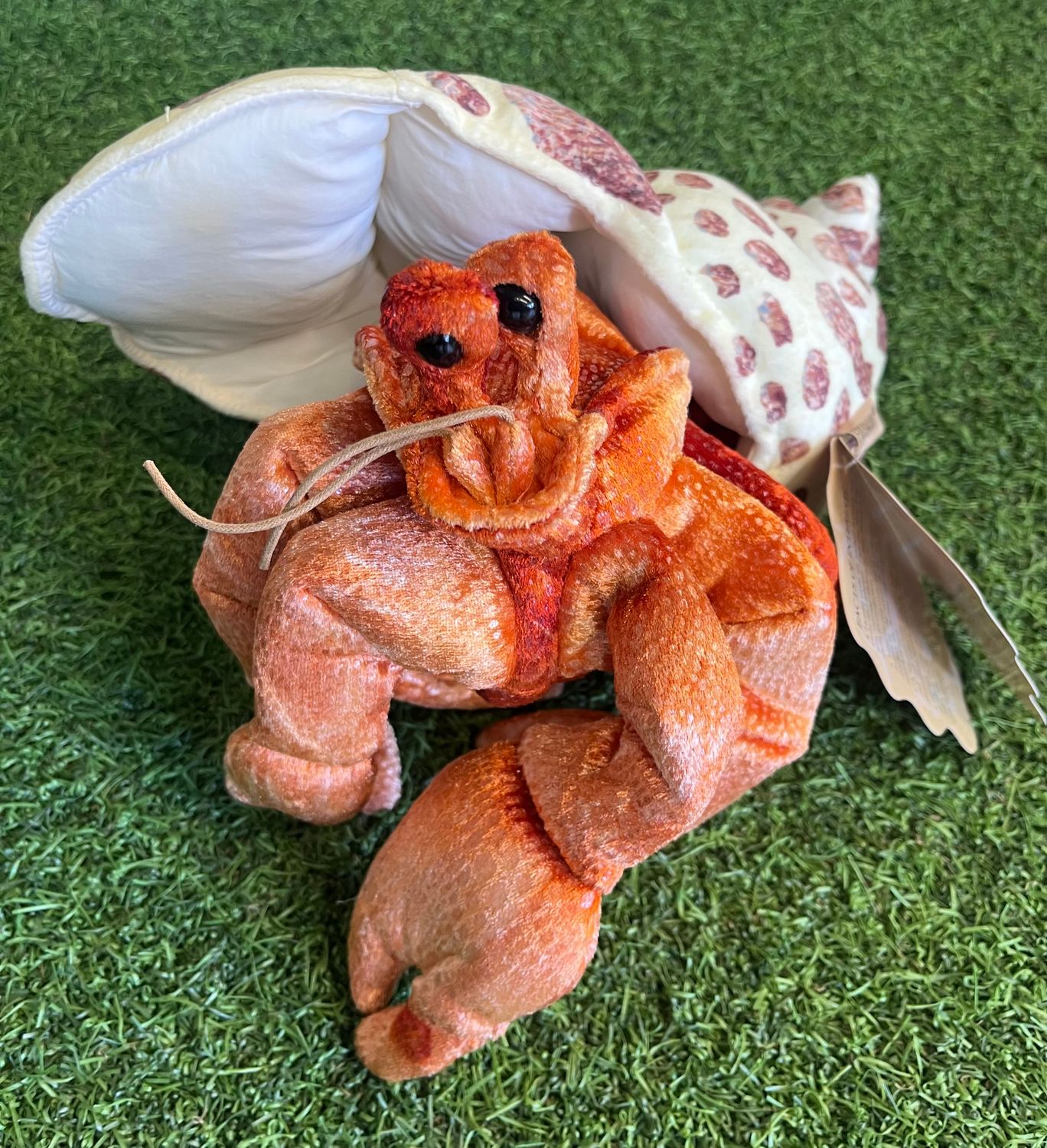 Crab, Hermit