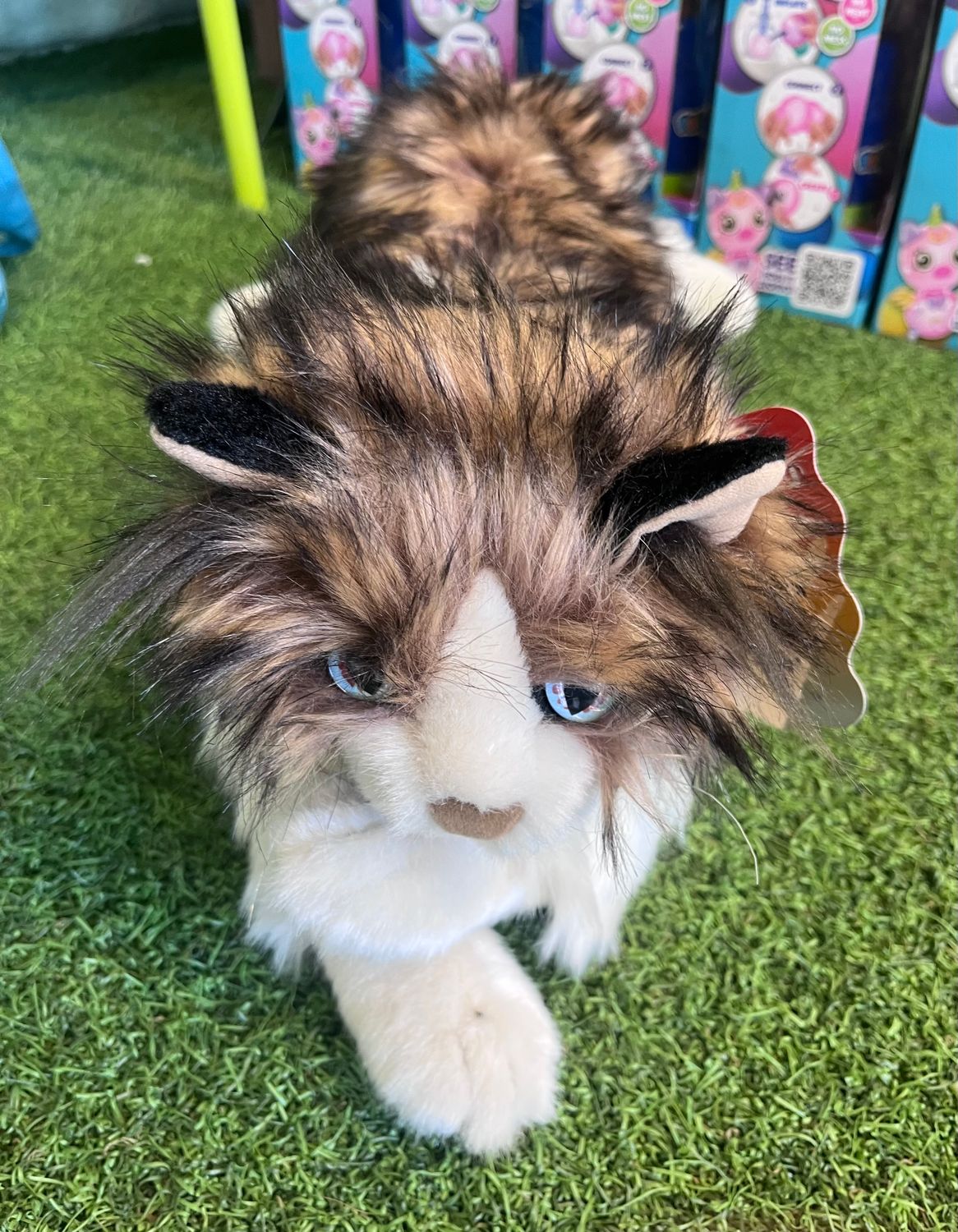 Cat, Ragdoll