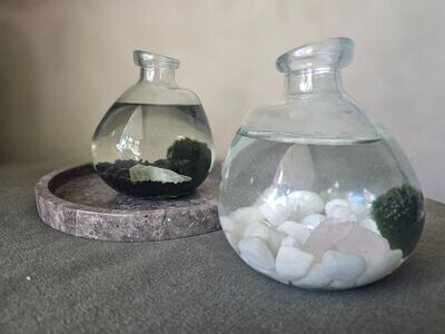 Marimo & crystal acquarium