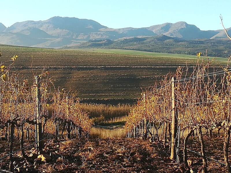 bester schaumwein südafrika
