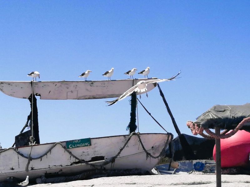 Ein altes Boot (Dekoration) mit einem Baldachin auf dem Moeven in der Sonne sitzen.
Stahlblauer Himmel und Sand im Vordergrund. Langebaan, Westkueste, Suedafrika.