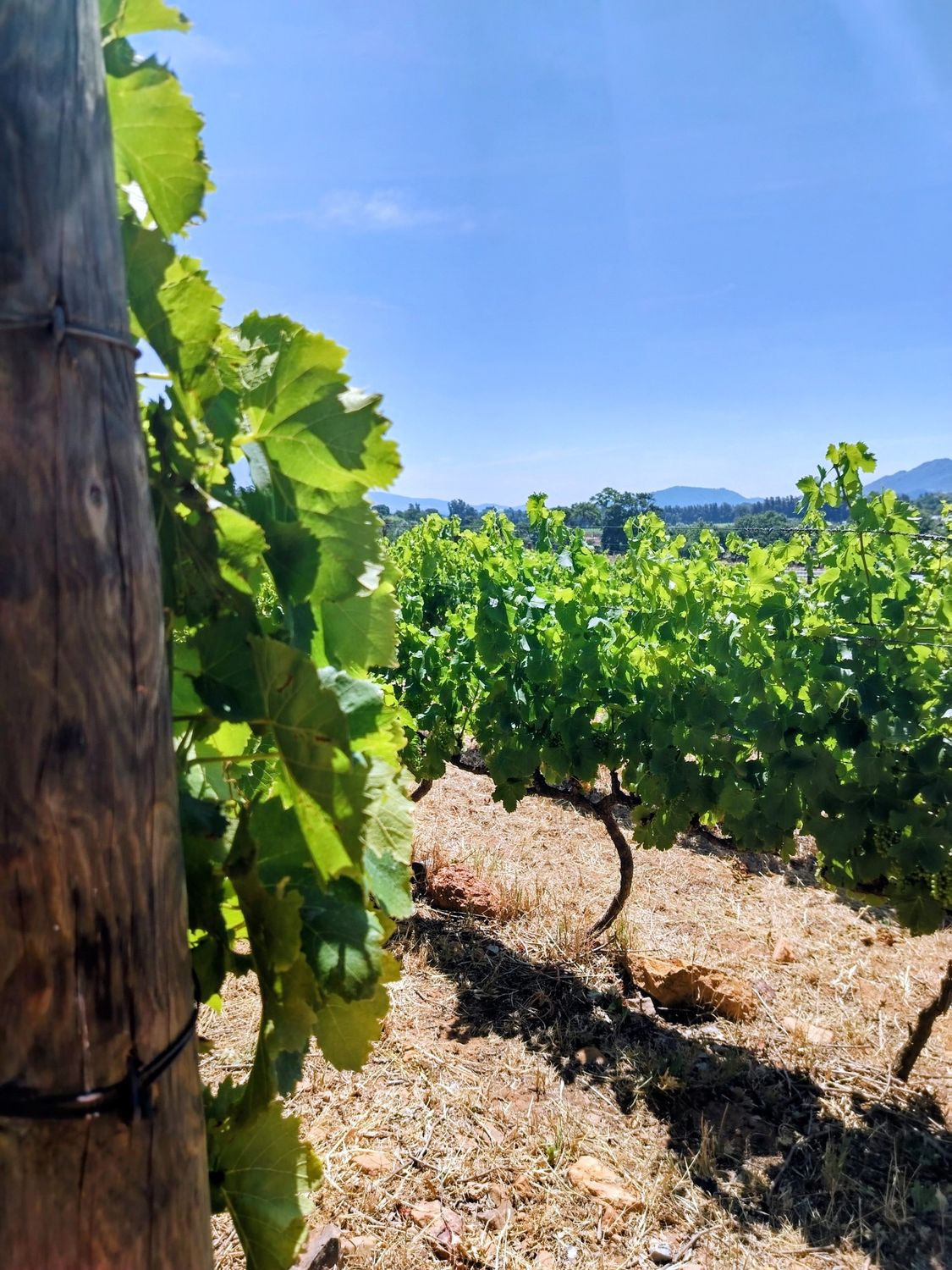 ✨ Fascinating Franschhoek – Wine &amp; Sparkle Tour