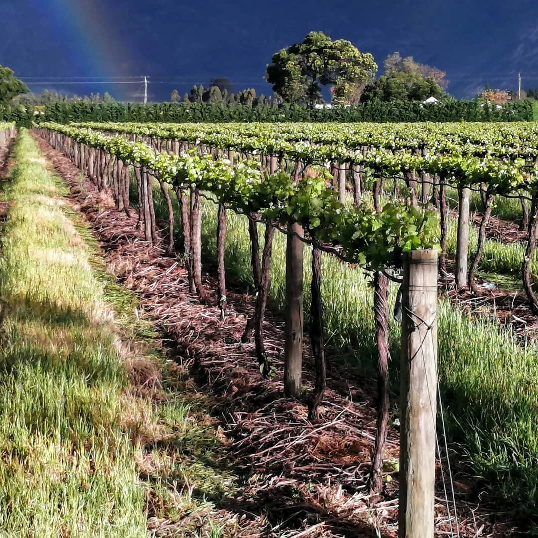 Exclusive BUBBLY Tasting 🍾 Botrivier - Event Ticket