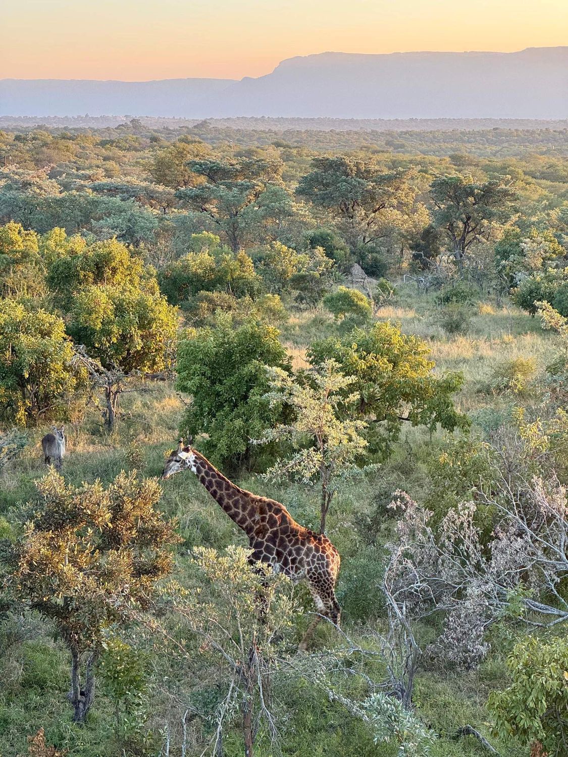 ​The Sparkling Bushveld Escape 🦒👀 3 days