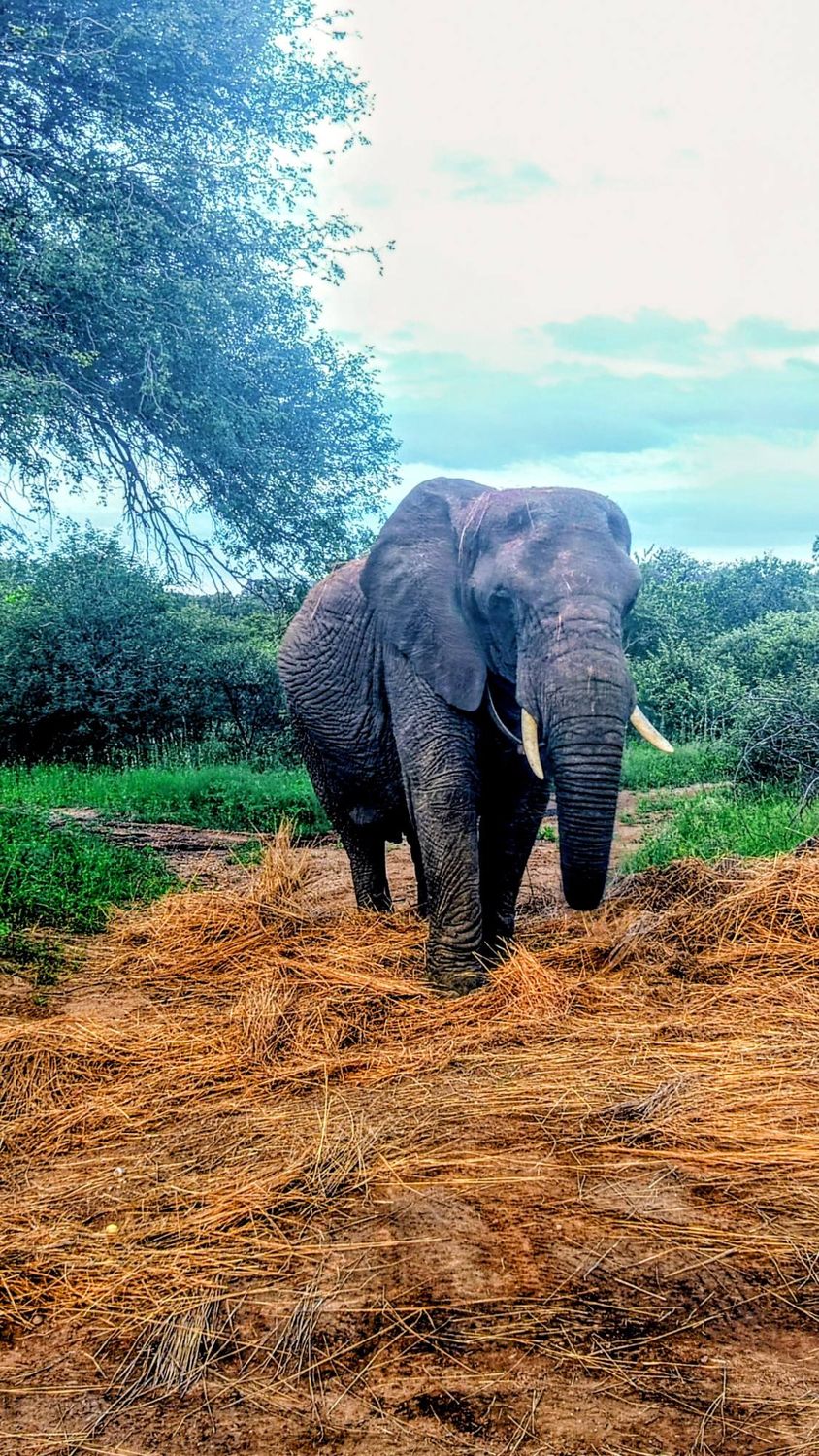 ​The Sparkling Bushveld Escape 🦒👀 3 days