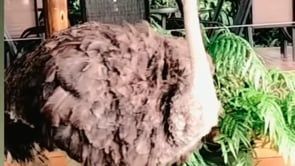 The Sparkling Bushveld – Gourmet Safari 🦁🍾 4 Days