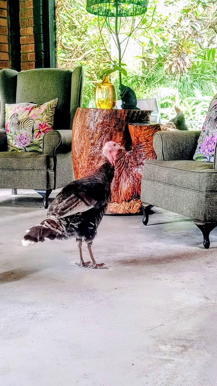 The Sparkling Bushveld – Gourmet Safari 🦁🍾 4 Days