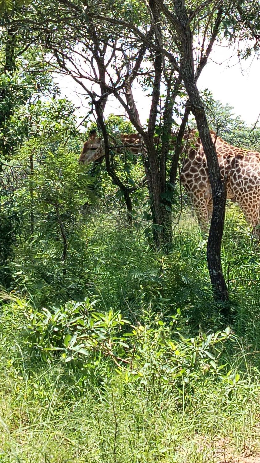 The Sparkling Bushveld – Gourmet Safari 🦁🍾 4 Days