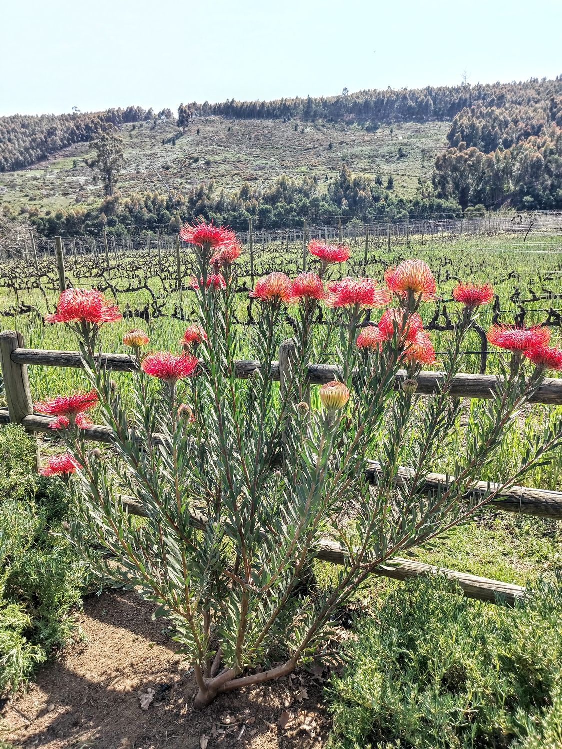 ✨ Fascinating Franschhoek – Wine &amp; Sparkle Tour