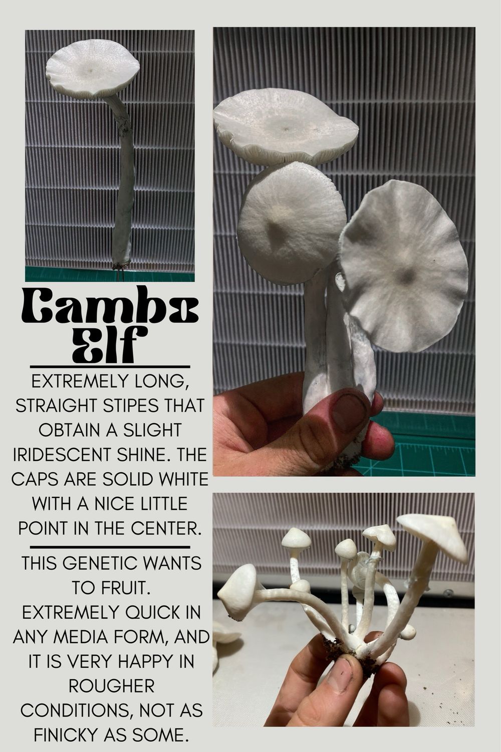 Cambo Elf