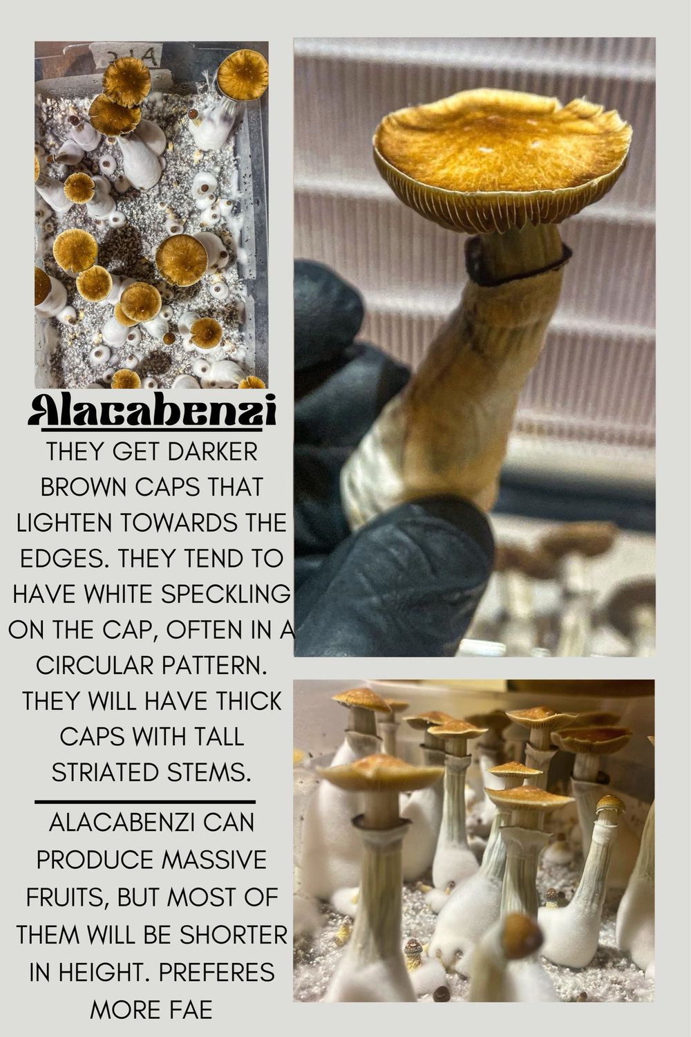 Alacabenzi
