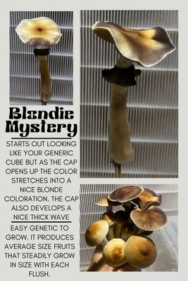 Blondie Mystery