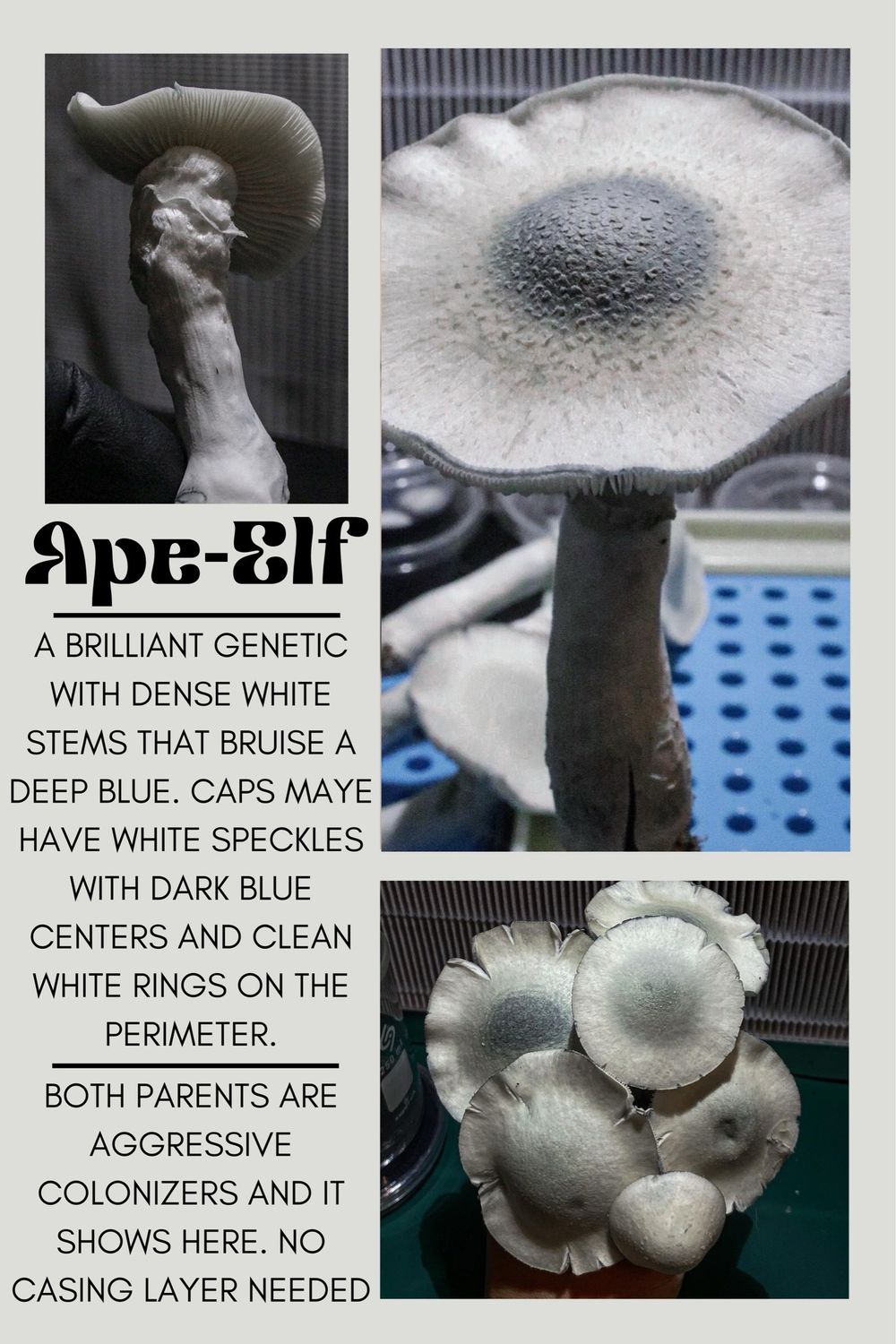Ape-Elf