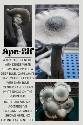 Ape-Elf