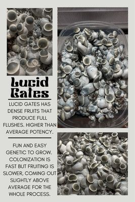 Lucid Gates