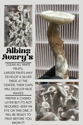 Albino Avery’s
