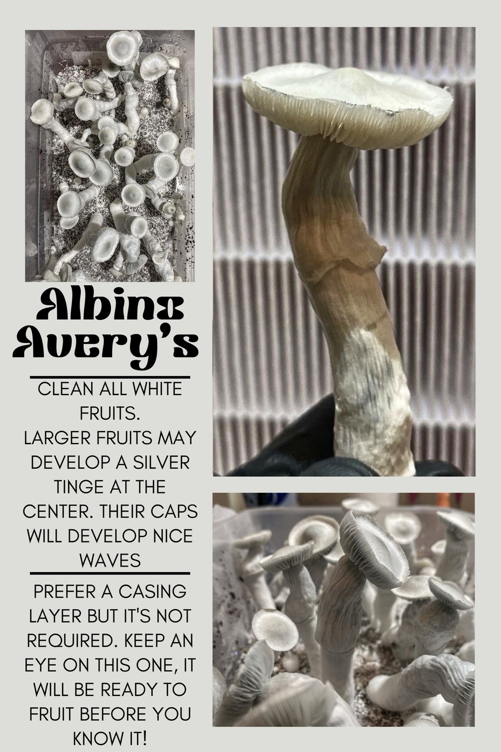 Albino Avery’s