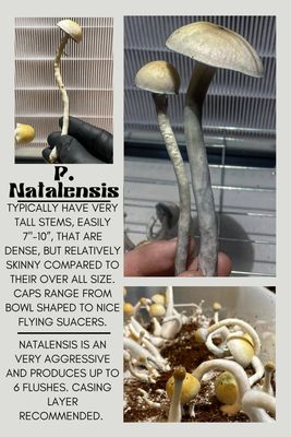 P. Natalensis
