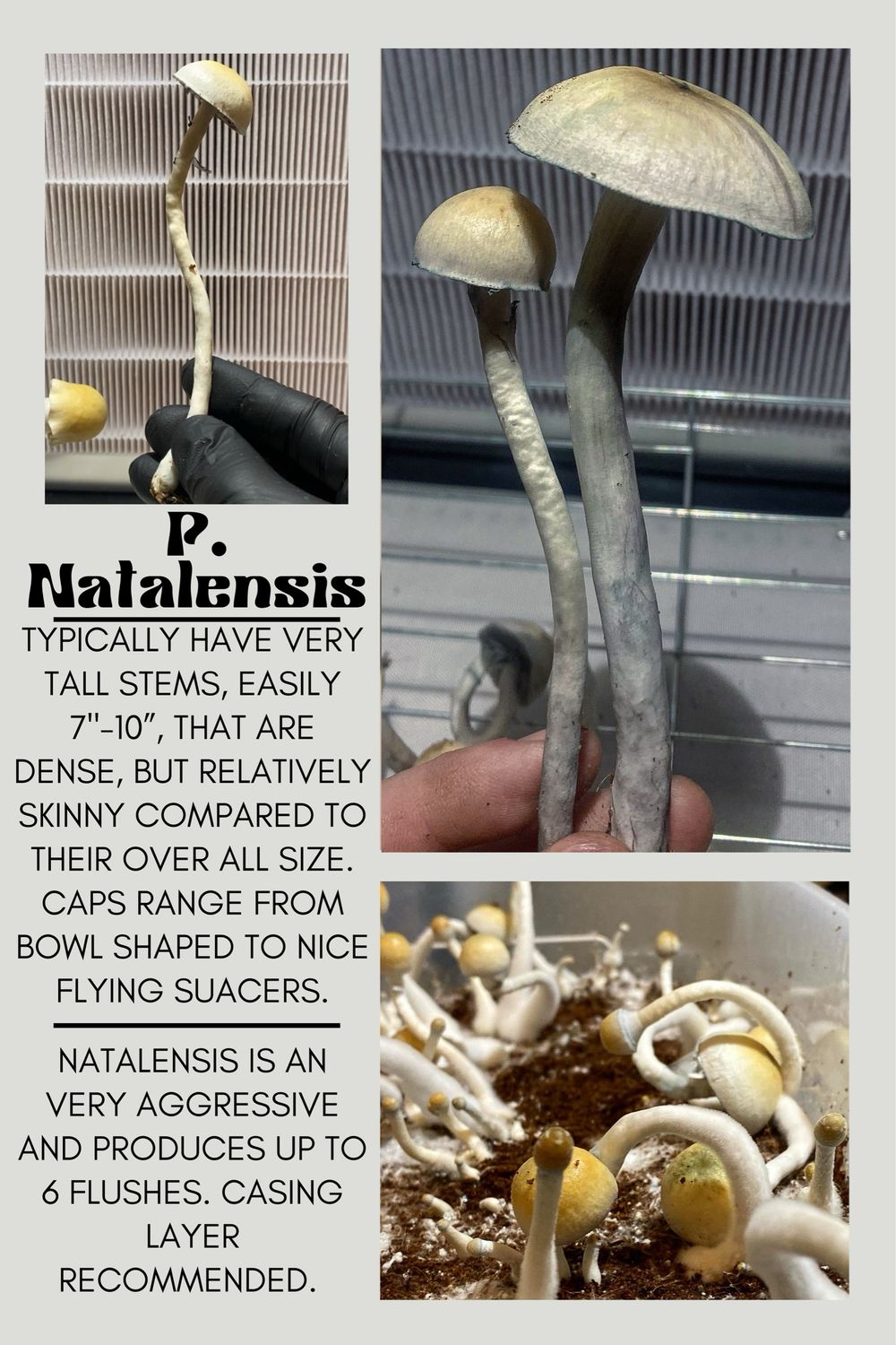 P. Natalensis