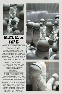MMR x APE