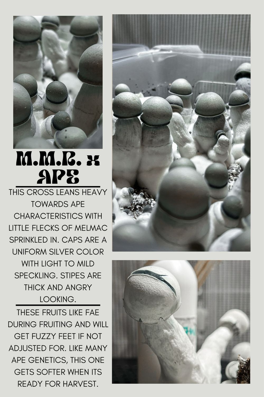 MMR x APE
