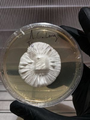 Colonized Plates