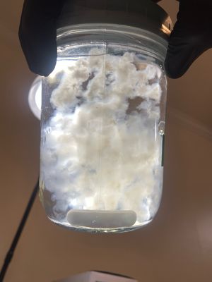 Liquid Cultures