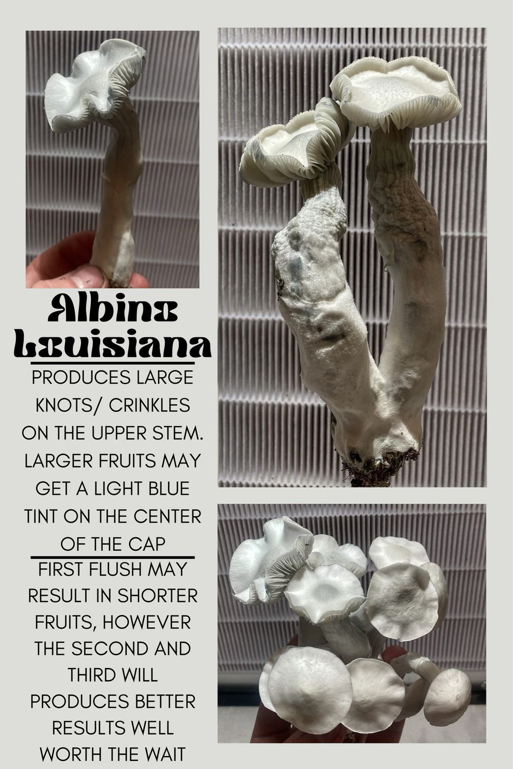 Albino Louisiana