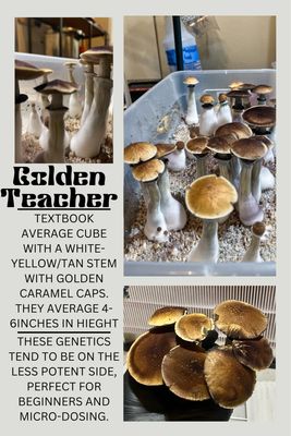 Golden Teacher