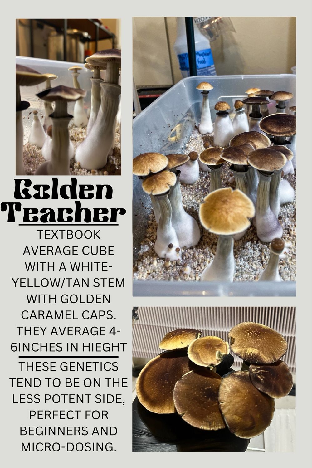 Golden Teacher