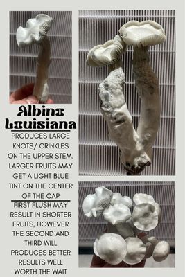 Albino Louisiana
