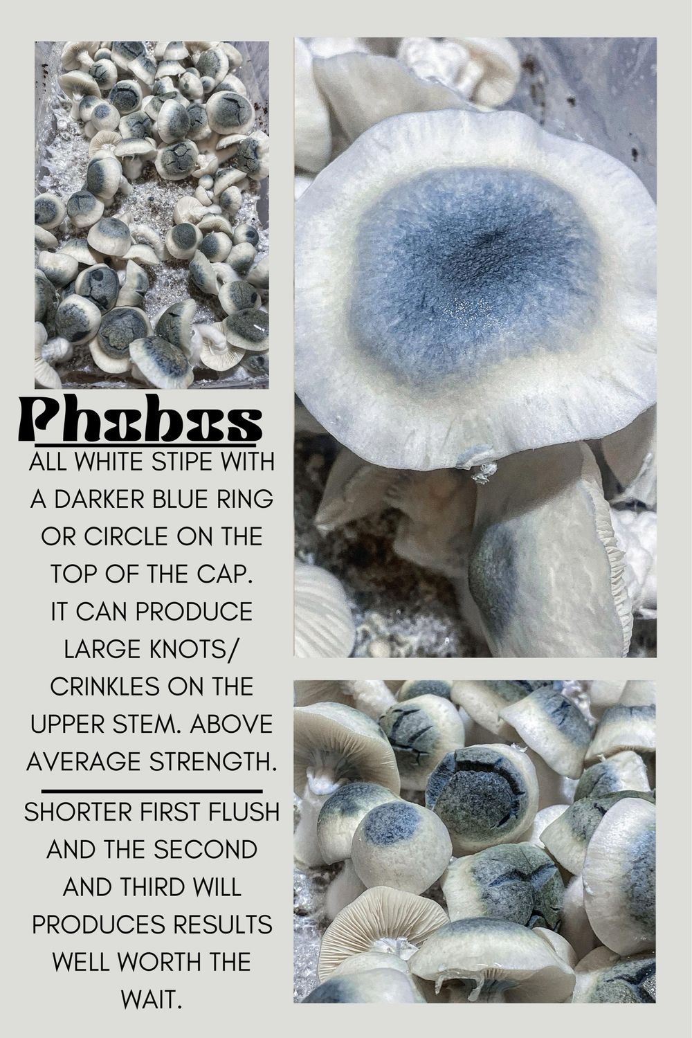 Phobos