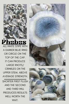 Phobos